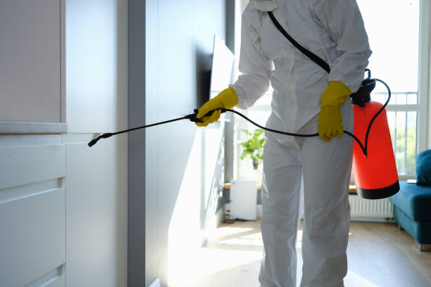 Mold Removal Process in Hobe Sound, FL